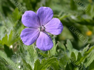flower
