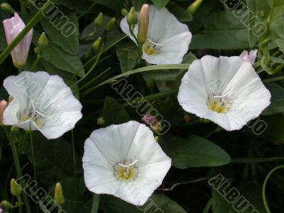white flowers