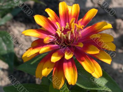 flower