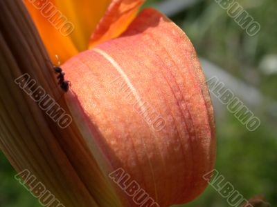 petal fantasy