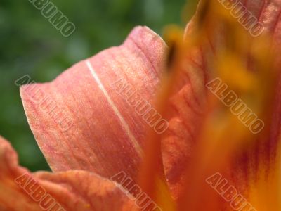 petal fantasy