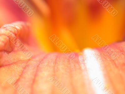 lilly petal