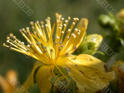 yellow flower, macro