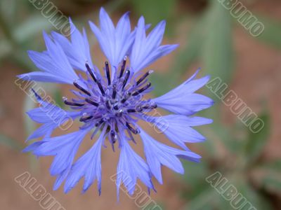 cornflower