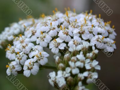 white flowerses