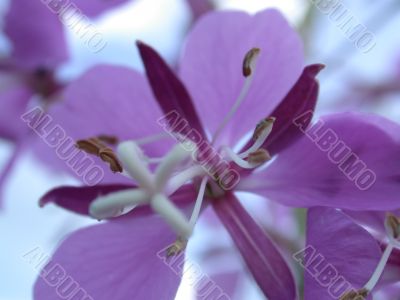violet flower