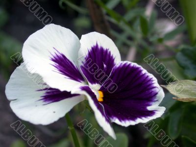 pansy