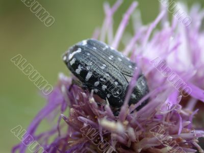 bug on flower