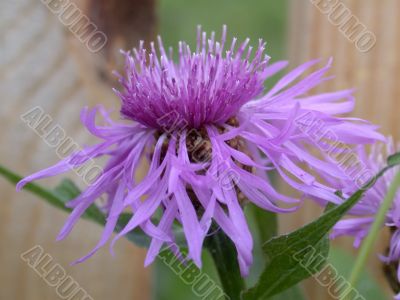 violet flower