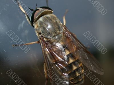 fly on glass