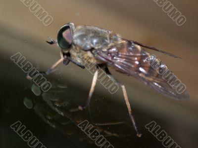 Tht fly