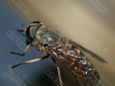 fly on glass