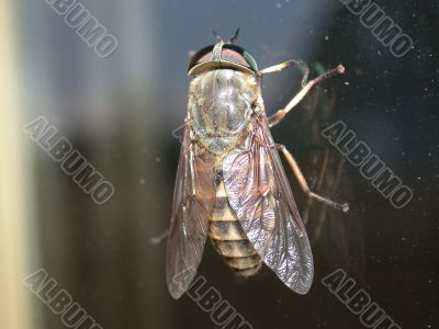 Tht fly