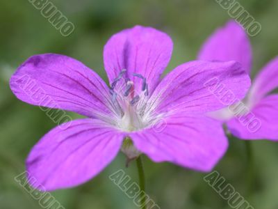 violet flower