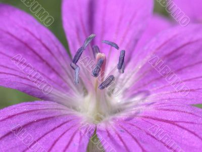 violet flower