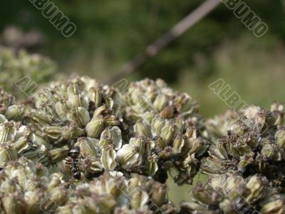 plant