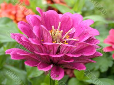 red daisy
