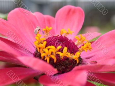 red flower