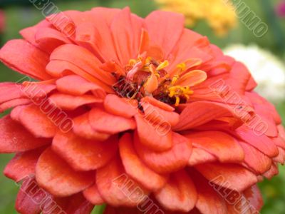 red daisy