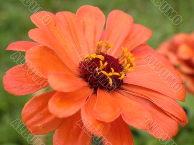 red daisy
