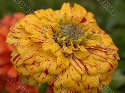 yellow daisy