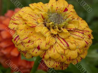 yellow dasy
