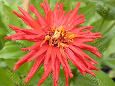 red flower