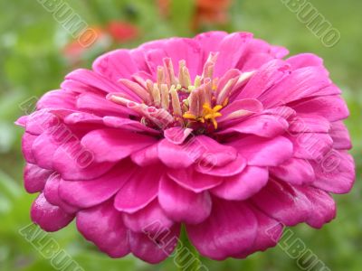 red flower