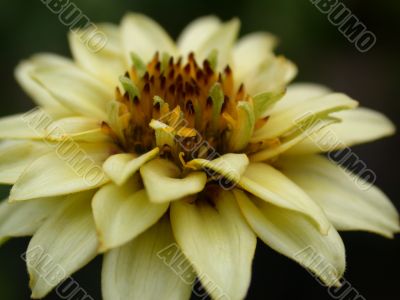 yellow flower
