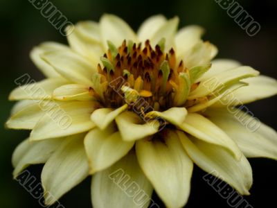 yellow flower