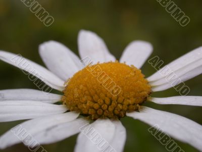 Daisywheel