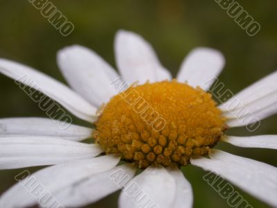 Daisywheel garden