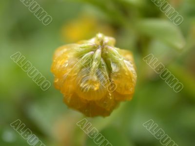 yellow flower