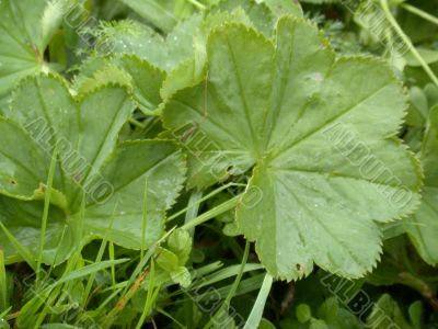 green leaf