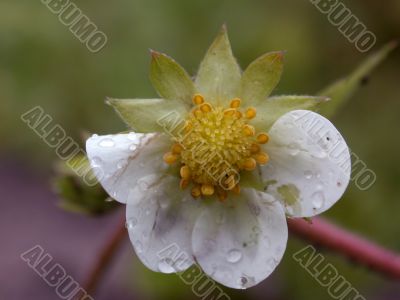 flower of strawberry