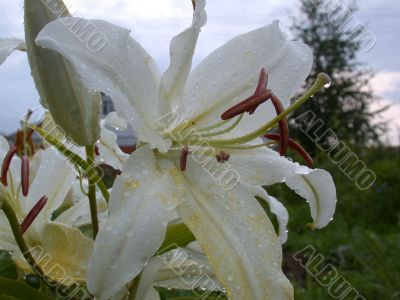 after rain