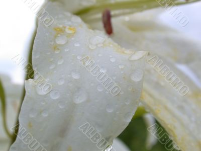 white lilly macro