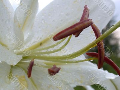 white lilly macro