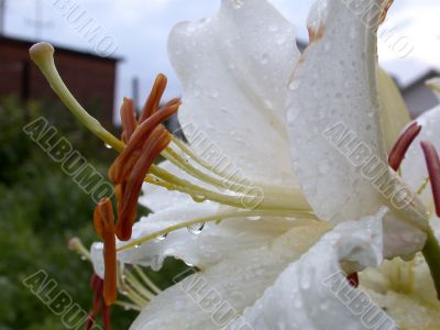 white lilly after rain