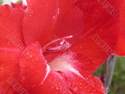 Red lilly macro