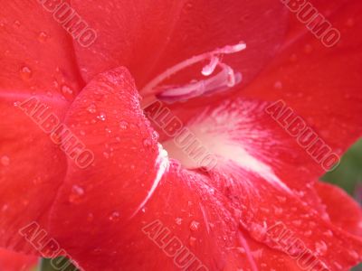 Red petal fantasy