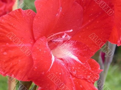 red lilly