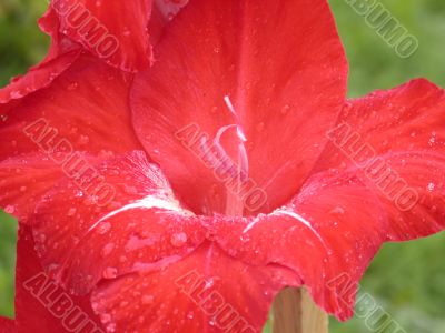 red flower