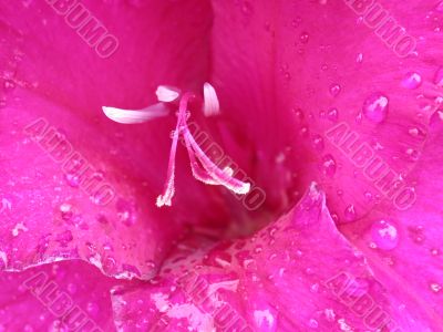 Purpl petal fantasy