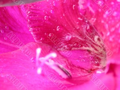 Purpl petal fantasy