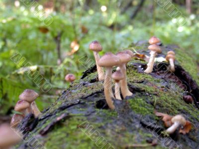 mushrooms