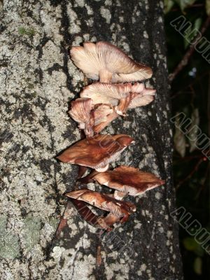 mushrooms