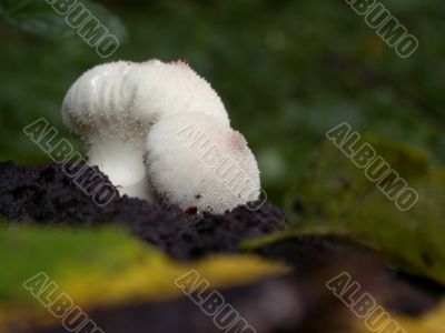 mushrooms, macro