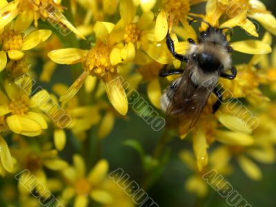 bee on flower