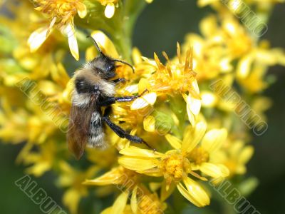 bee on yellow flowers
